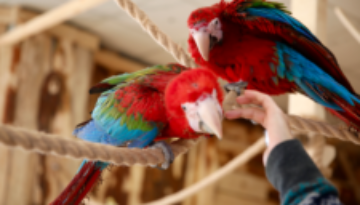 papugarnia gdańsk promo video